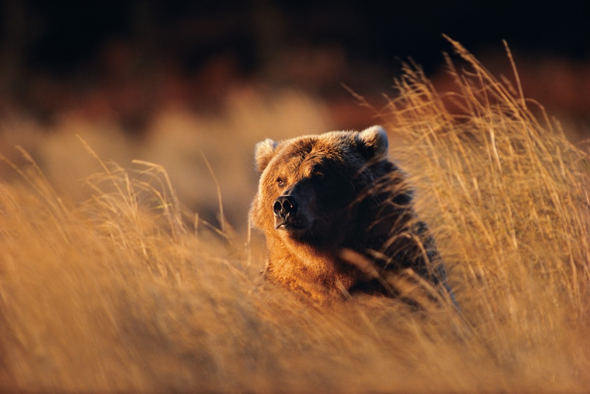 ◇終了◇ 写真展 星野道夫 悠久の時を旅する | 京都新聞アート