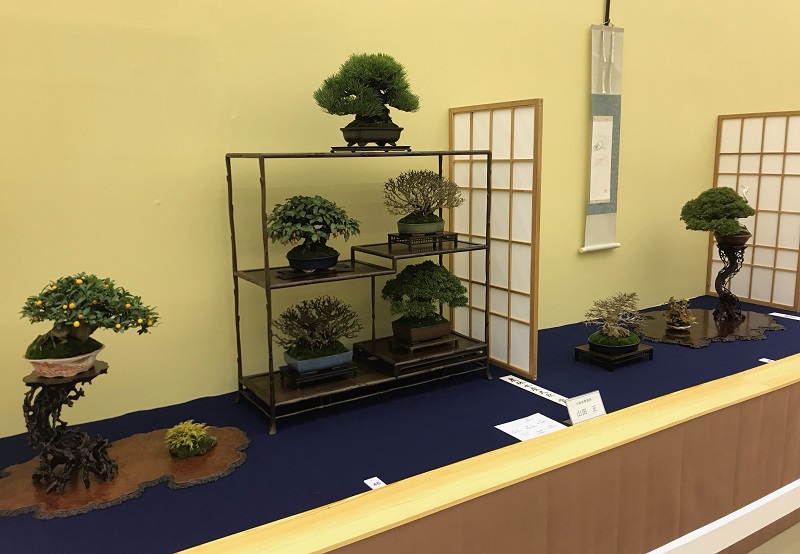 知りたいBONSAI！Vol.10】知りたい！第44回雅風展の見どころ | 知りたいBONSAI！～ことしるべ盆栽講座～ |  京都新聞アート＆イベント情報サイト［ことしるべ］