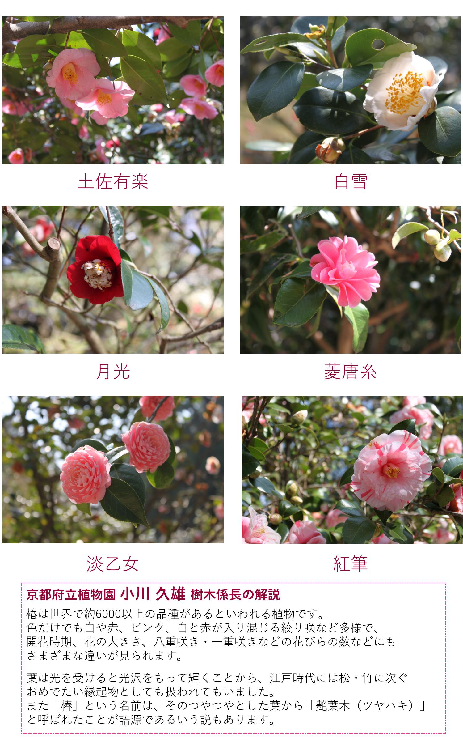 春爛漫 植物園で、美術館で、お花見はいかが？＜椿編＞ | 細見美術館 開館20周年記念展 特集（展覧会は終了しました） |  京都新聞アート＆イベント情報サイト［ことしるべ］