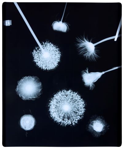 X-Ray FLOWERS | 京都新聞アート＆イベント情報サイト［ことしるべ］