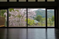 ◆終了◆ 「名作の帰還~琵琶行・木蘭・秋桜老猿」開催記念 白沙村荘庭園桜のライトアップ&ミュージアム鑑賞会