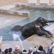【ことしるべおでかけクラブ　スタッフおススメスポットvol.19】京都市動物園で「ゾウ温泉」が催されます。