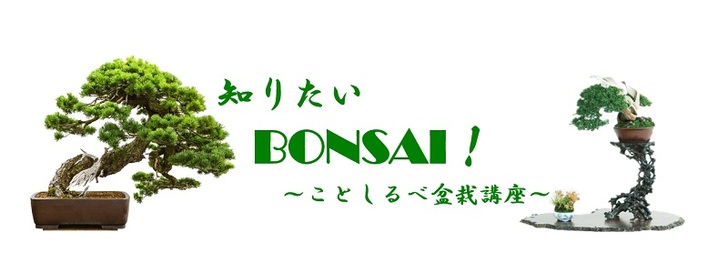 【知りたいBONSAI！Vol.4】知りたい！盆栽の歴史②