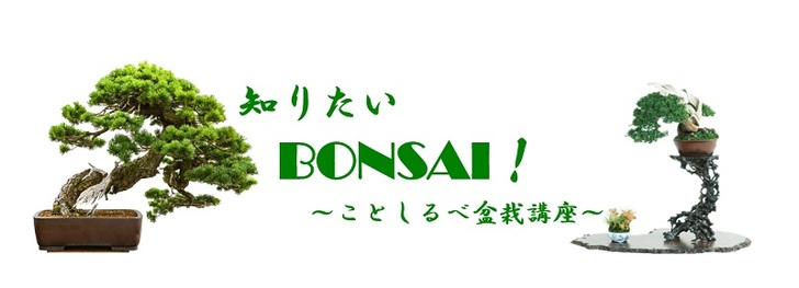 【知りたいBONSAI!Vol.1】知りたい!盆栽の魅力①